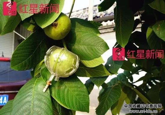 被“规范生长”的麻核桃