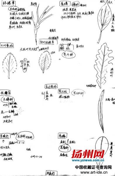 　　笔记像科普绘本
　　网友点赞跟艺术品一样