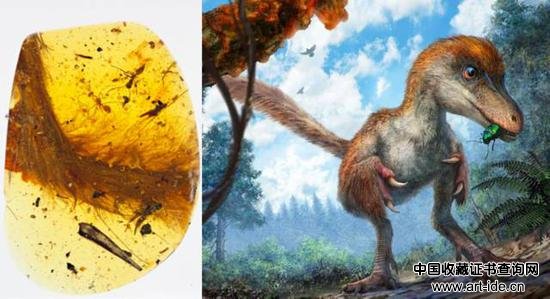 琥珀中的恐龙标本（左）和该标本所属的恐龙复原图（右，局部）。图片来源：左：RoyalSaskatchewanMuseum（RSM/R.C.McKellar）；右：CheungChung-tat